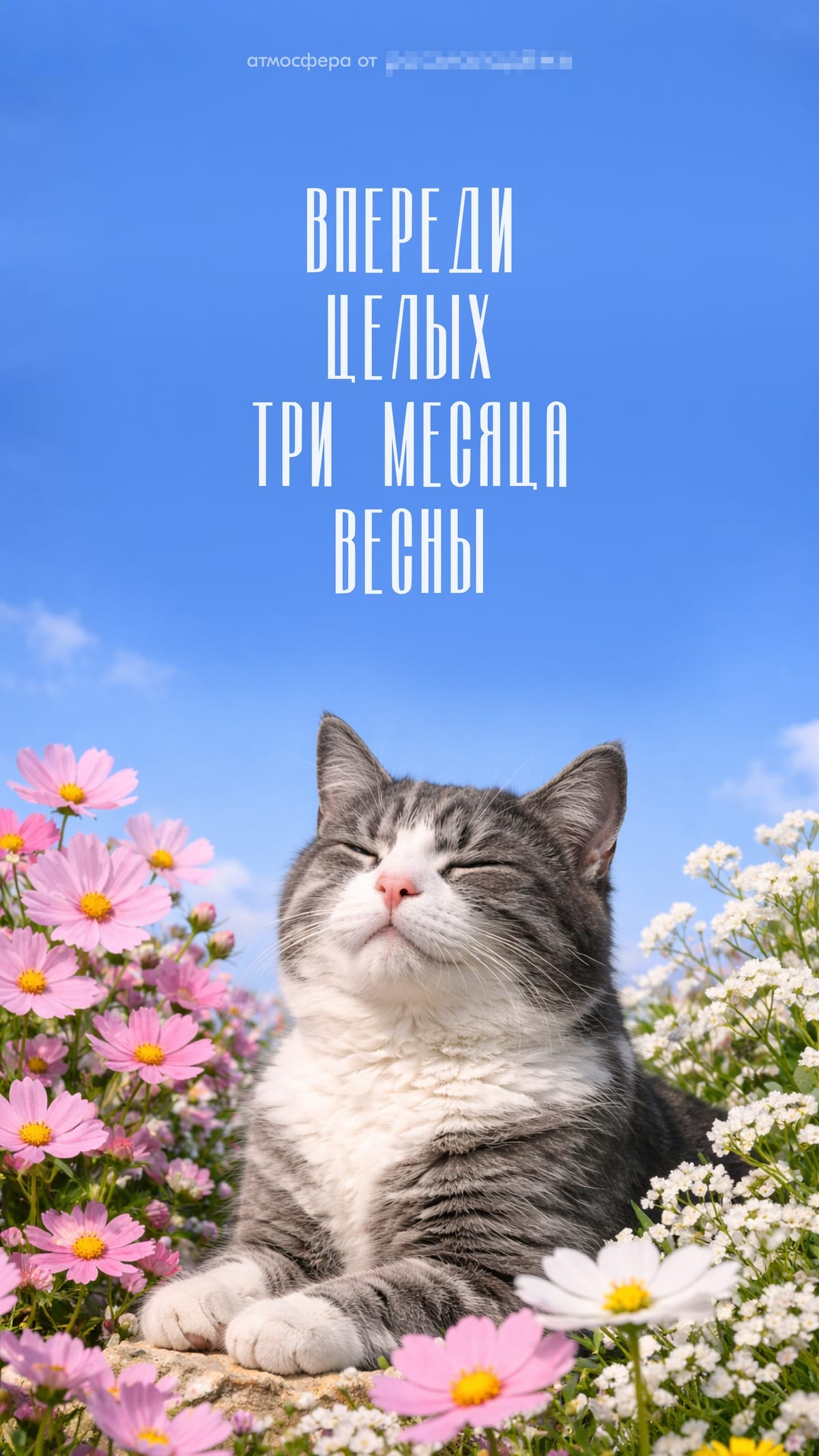 Обои
